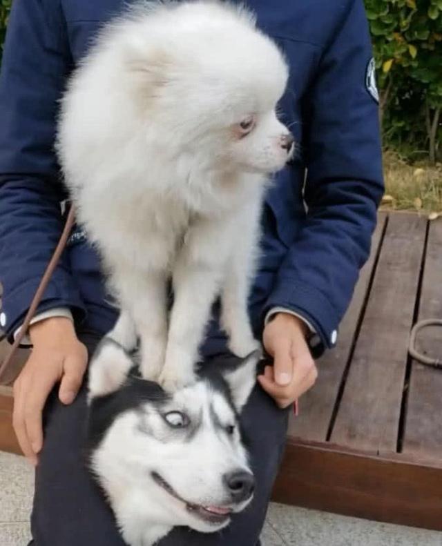 哈士奇出门没找到它时却被小白狗踩在头顶上三观尽毁