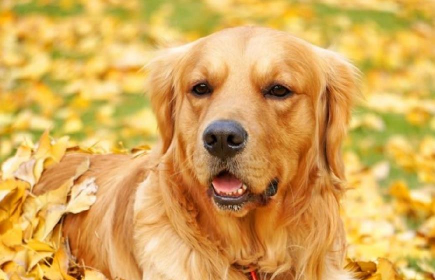 英俊的金毛有这么几个缺点,第一点最让人哭笑不得!