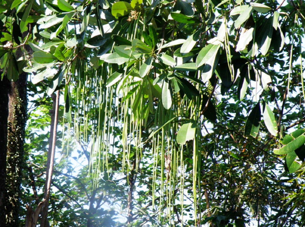 农村这种树结的果是天然"面条",洗干净直接煮,比真的面条好吃