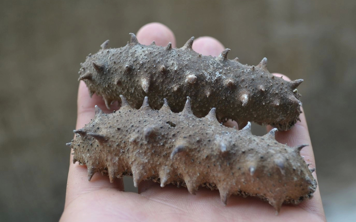 简单五步,让你轻松选海参__财经头条