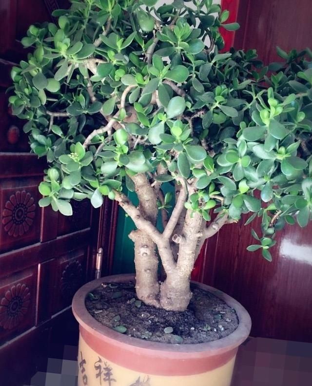 玉树这样养一片叶子一年长成小树家里不用花钱再买盆栽了