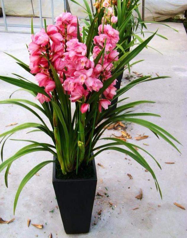 大花蕙兰简易盆栽这样上盆毫不影响它的生长和开花,不缓苗