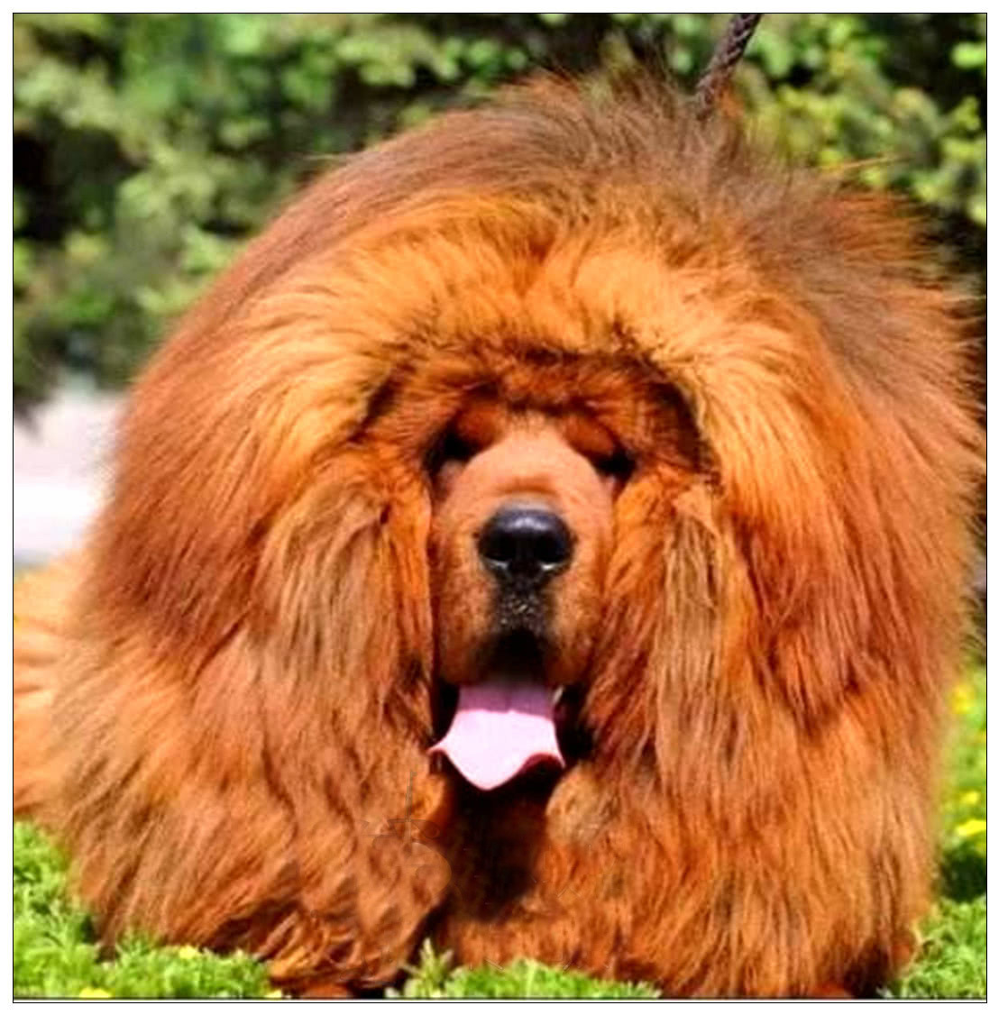 主人帮藏獒剃毛,三人帮忙才按住,剃完后众人直接笑喷