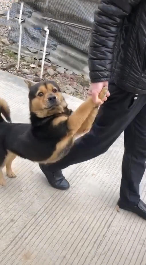 狗出去玩了夜不归宿,父亲大早上拎着它回家,网友:画面看着眼熟