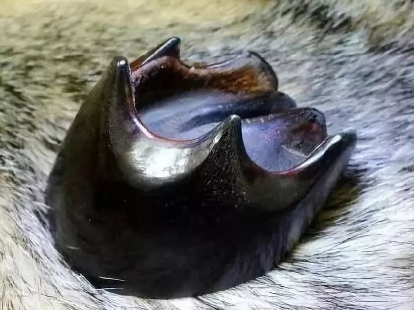 盘点| 摸金探穴必备五大法宝|鬼吹灯|蹄子|黑驴_新浪新闻