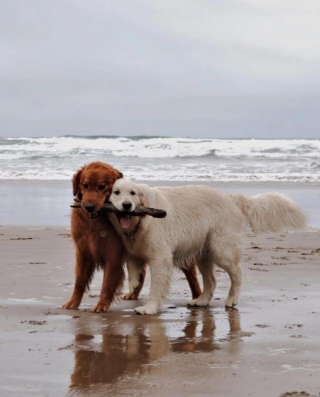 求解这两只狗狗是友情还是爱情