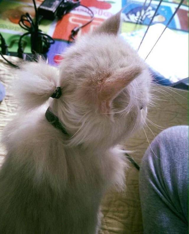 铲屎官给猫咪扎了个辫子,网友说像居老师,莫名有点帅