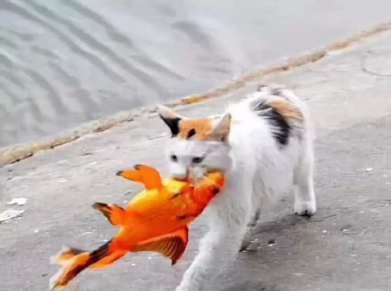 猫咪身手敏捷徒爪抓鱼,一爪一个准,成功后大摇大摆往家走去