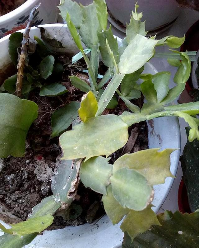 蟹爪兰叶片发黄掉落,用这方法,叶片停止掉落,肥厚油绿猛长新芽