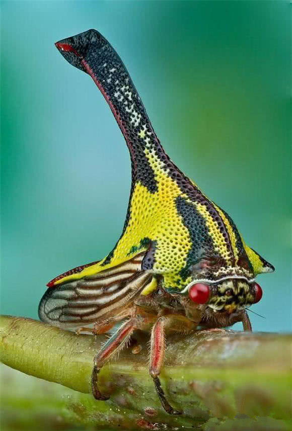 即将走向灭绝道路的生物,这终究还得要人类背锅!