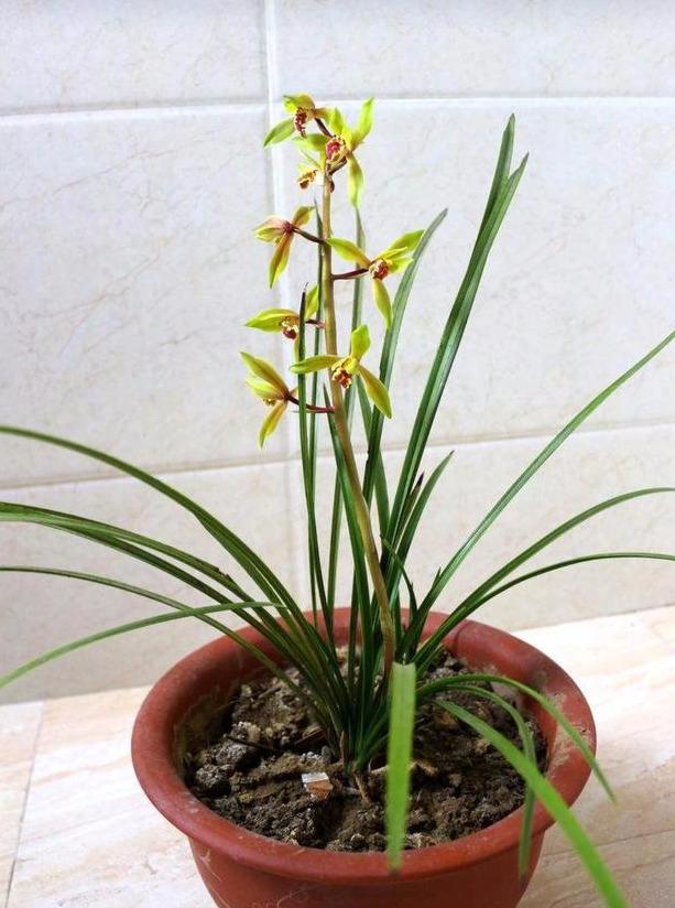 一枝蕙兰最多可以开多少朵花?养护蕙兰花有哪些技巧呢|蕙兰|兰花|养护