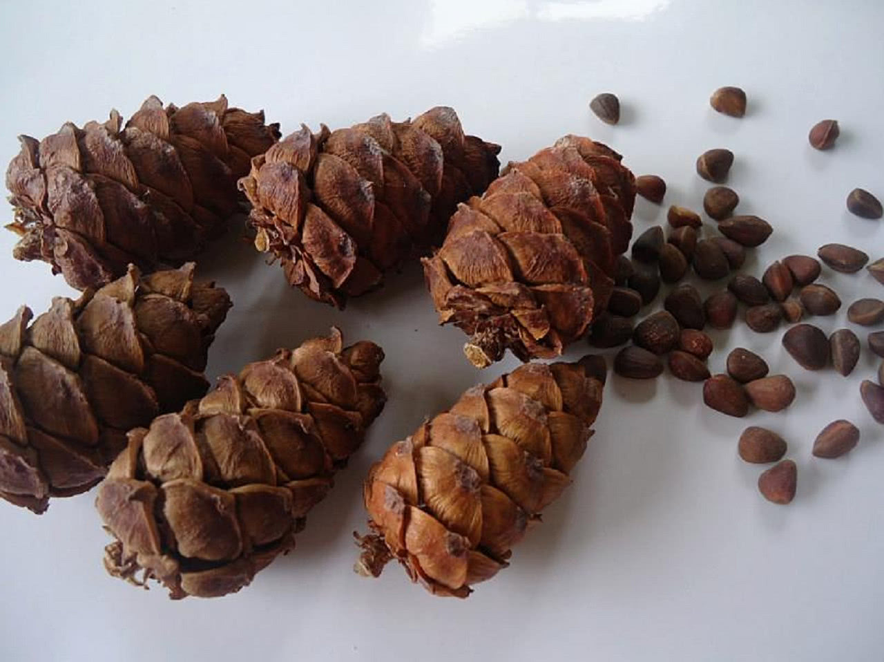 农民采野生的"长寿果",现在35元一斤,老年人吃了有好处