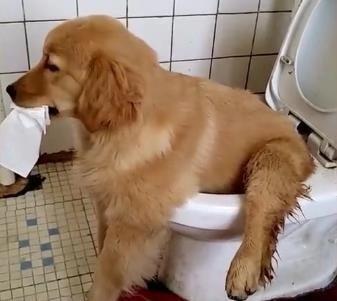 狗子学主人蹲着拉便便主人进去一看笑的直不起腰