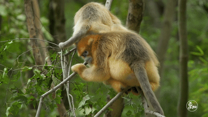 萌翻近距离探秘国宝金丝猴每一帧都是表情包