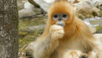 萌翻近距离探秘国宝金丝猴每一帧都是表情包