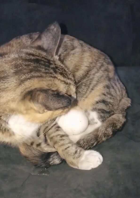 主人让猫咪孵蛋,放在猫咪肚子下面,小猫:真是认真的嘛?