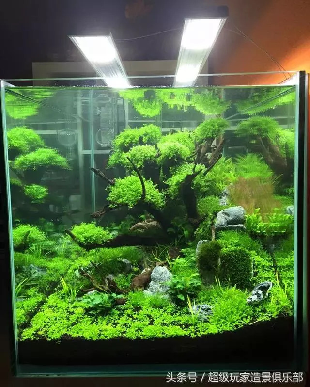 90cm迷你矮珍珠沉木造景草缸造景教程