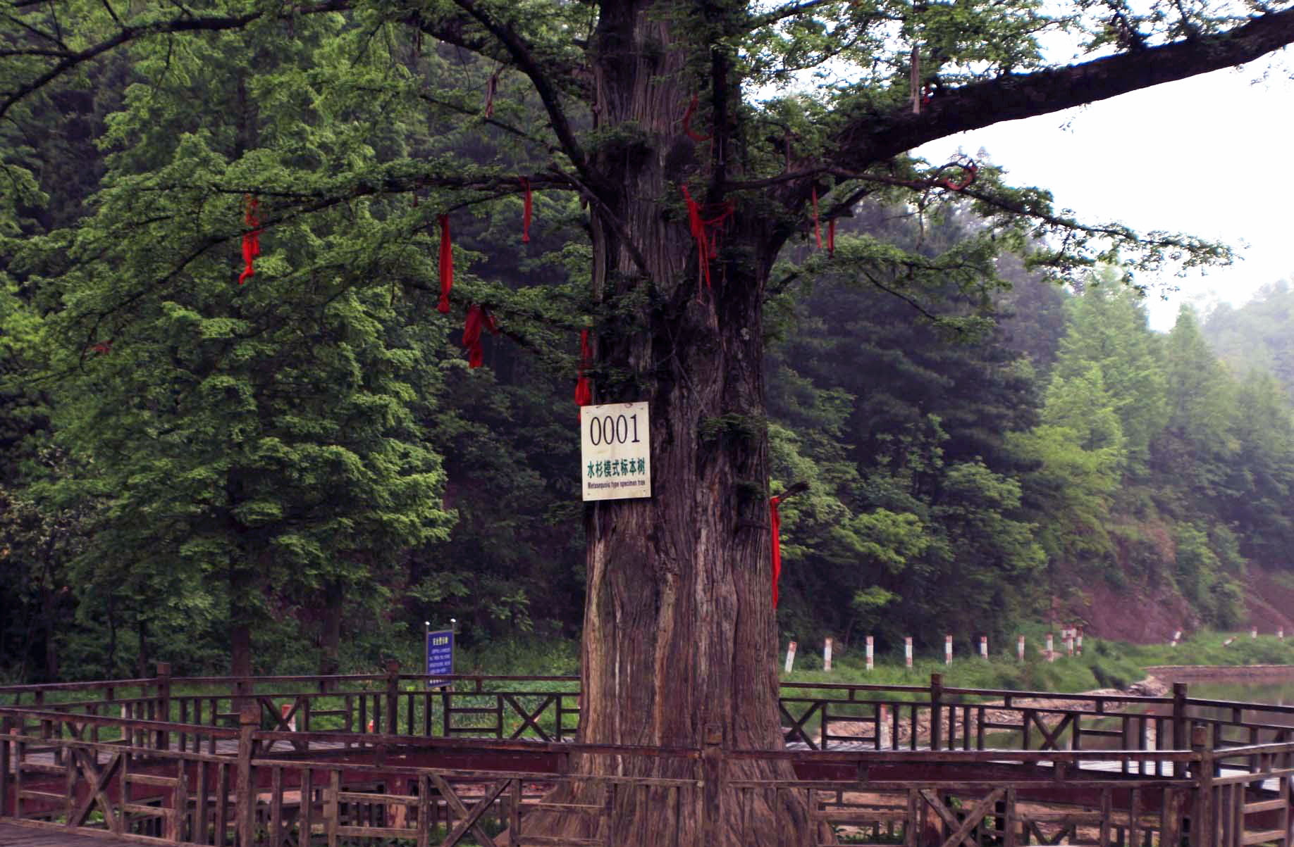 此树被称为"天下第一杉",世界各国引种的水杉树