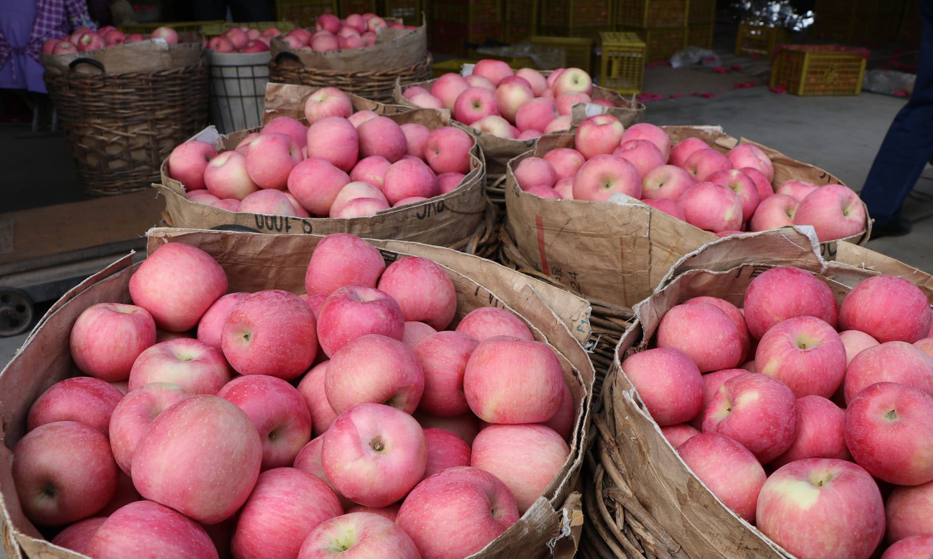 在过去,苹果一般是盛在这种棉槐条子编的筐里,现在比较少见了.