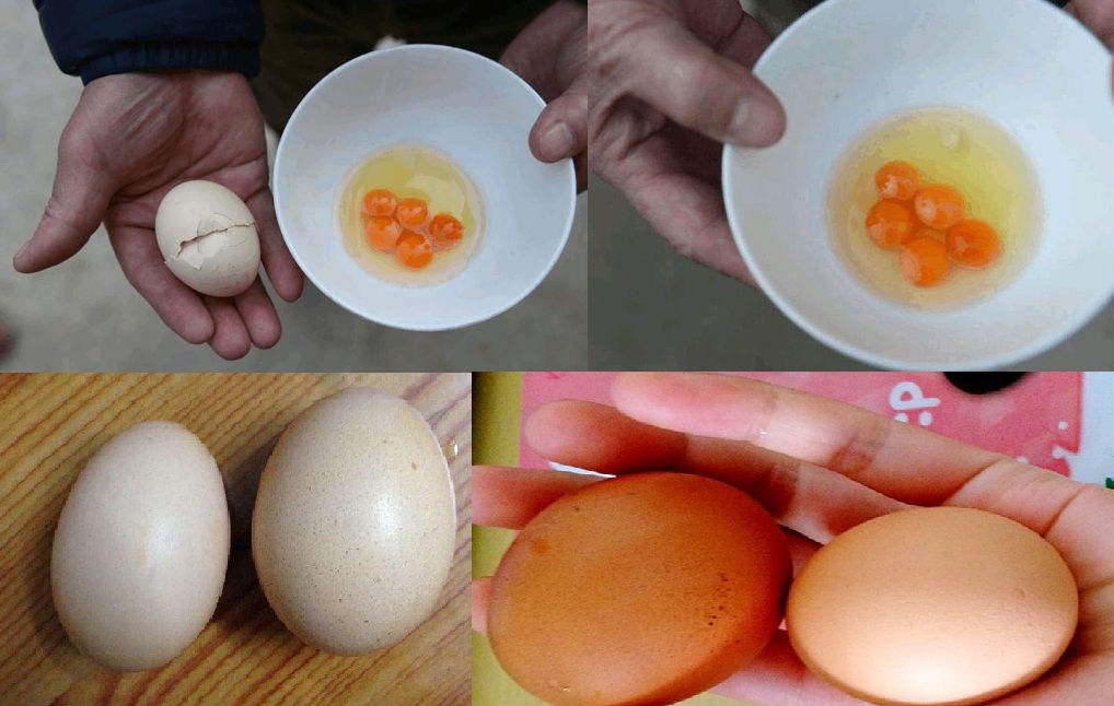 下双黄蛋的鸡不多,下5黄蛋普通母鸡是不是很珍贵了呢?该是宠物