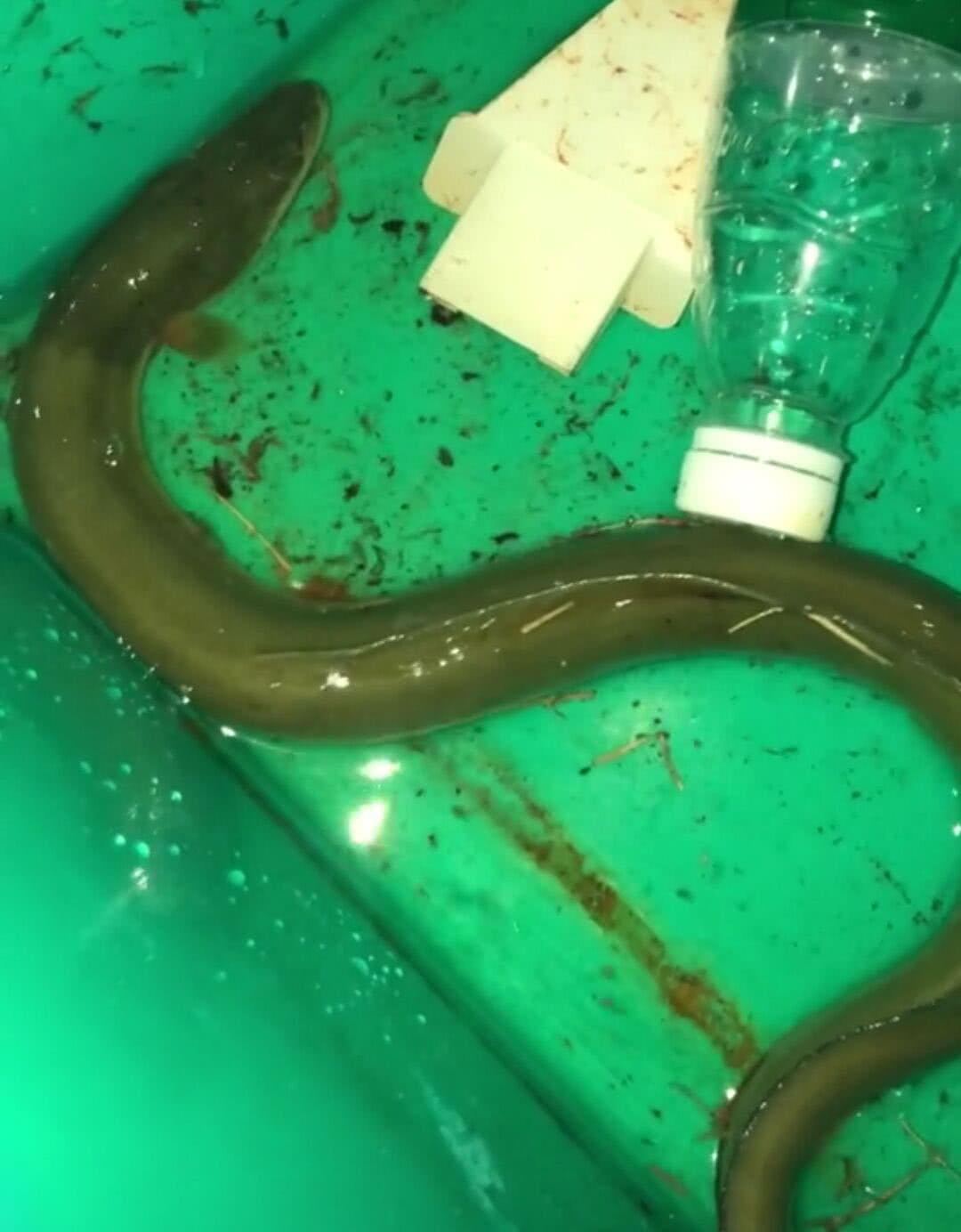 福州有一种溪滑鱼因为营养价值极高被称为水中人参