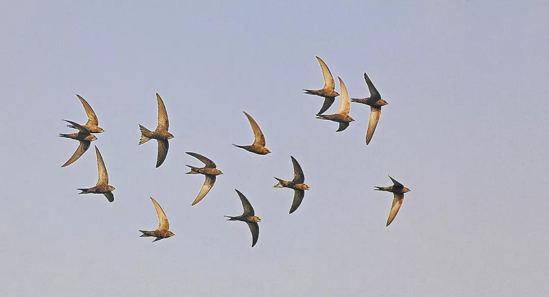 一到冬天燕子就往南飞那么什么地方才是南方呢