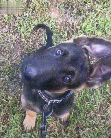 软萌小德牧,歪头杀来袭,网友:不自觉的跟着小奶狗一起开始摇头