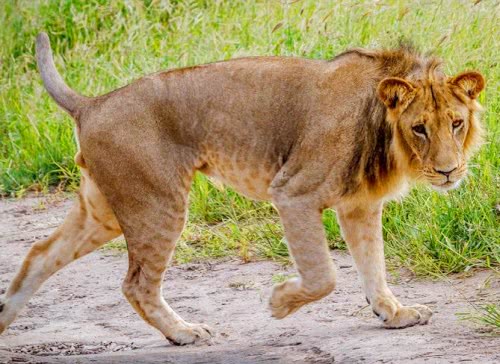 狮子咬住野牛尾巴尝味道却不料一番品尝后噩梦发生了