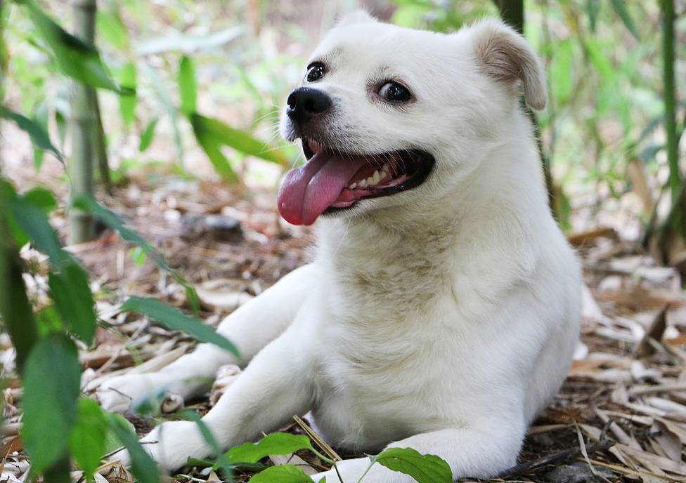 一开始认识小狗狗都是被博美犬,小泰迪还有就是哈士奇所吸引着,这不就