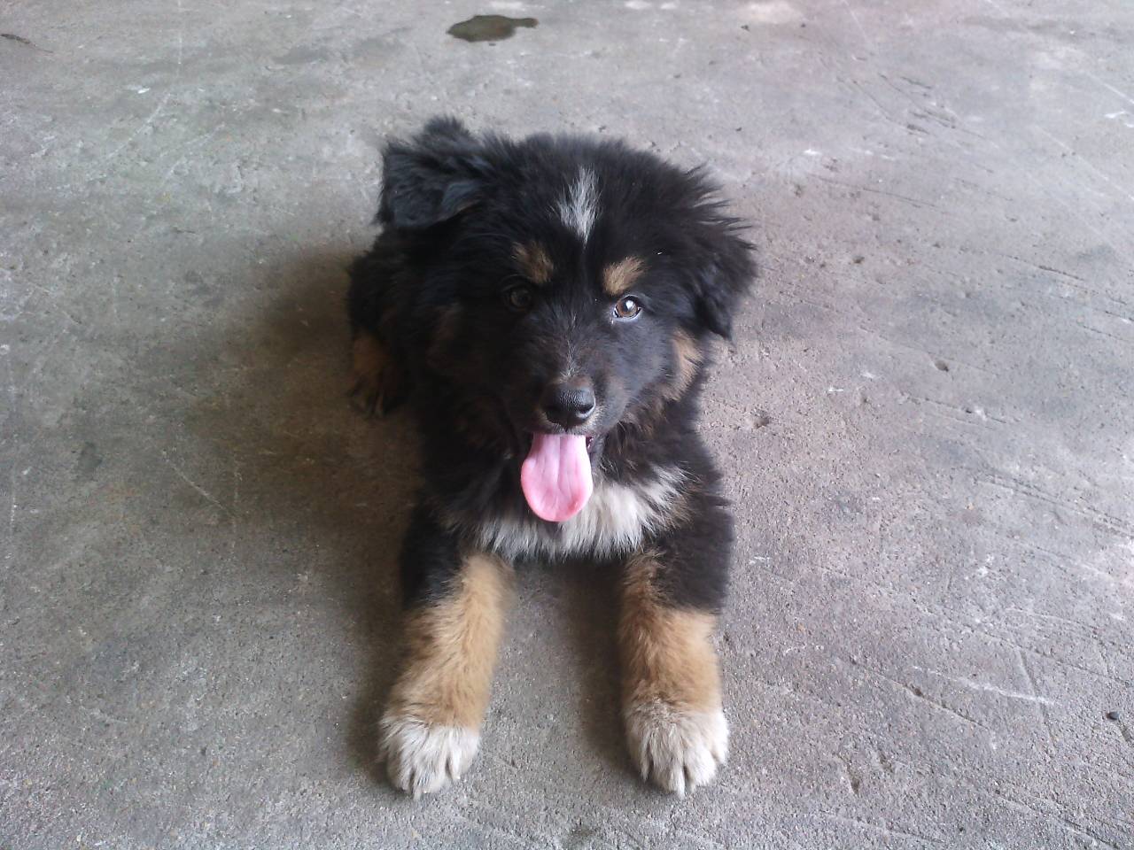 主人异想天开用二哈和藏獒配种,生出来的小狗却