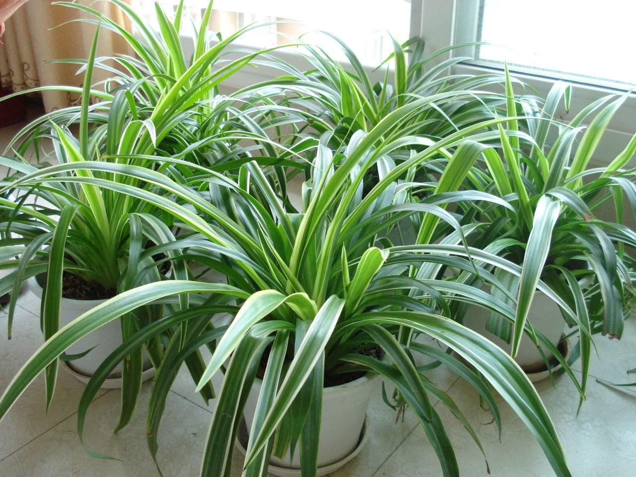 除甲醛排名前五的绿植,这些植物除甲醛能力强!