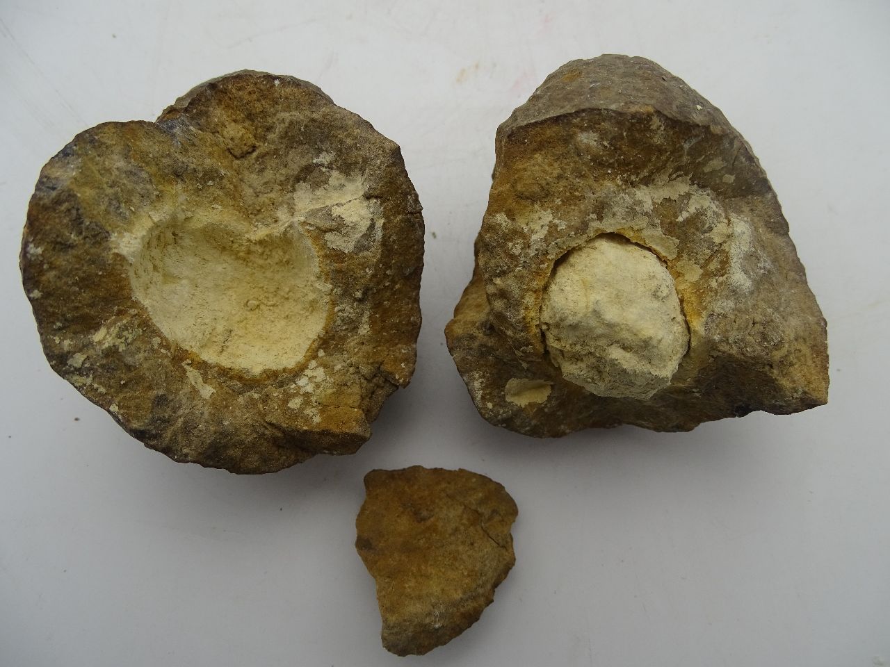 贵州瑞麟拍卖有限公司珍贵的古生物化石