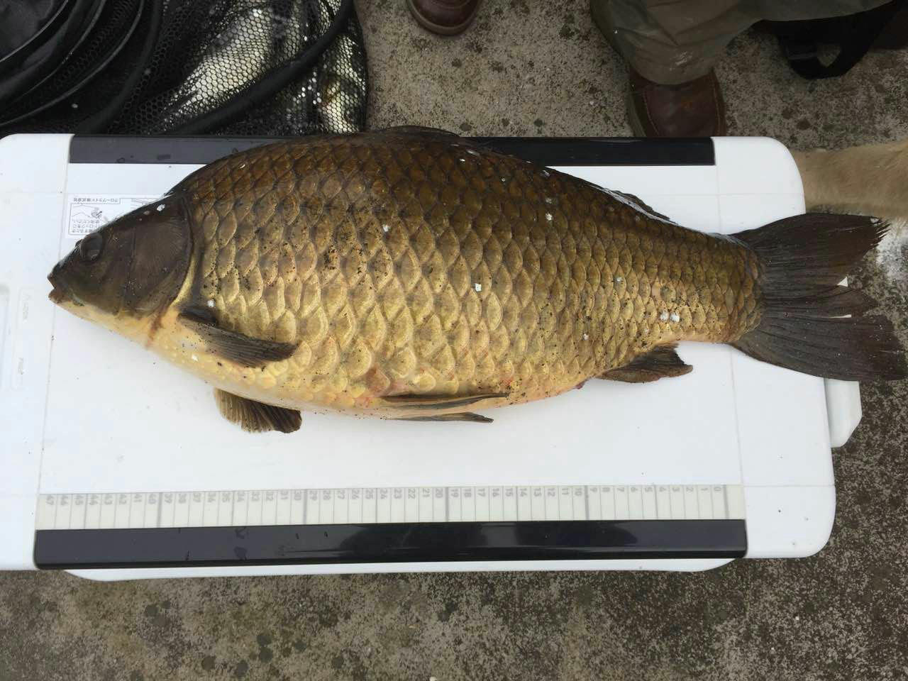 钓获这么大一条大鲫鱼,一时半会儿还真有点舍不得吃它