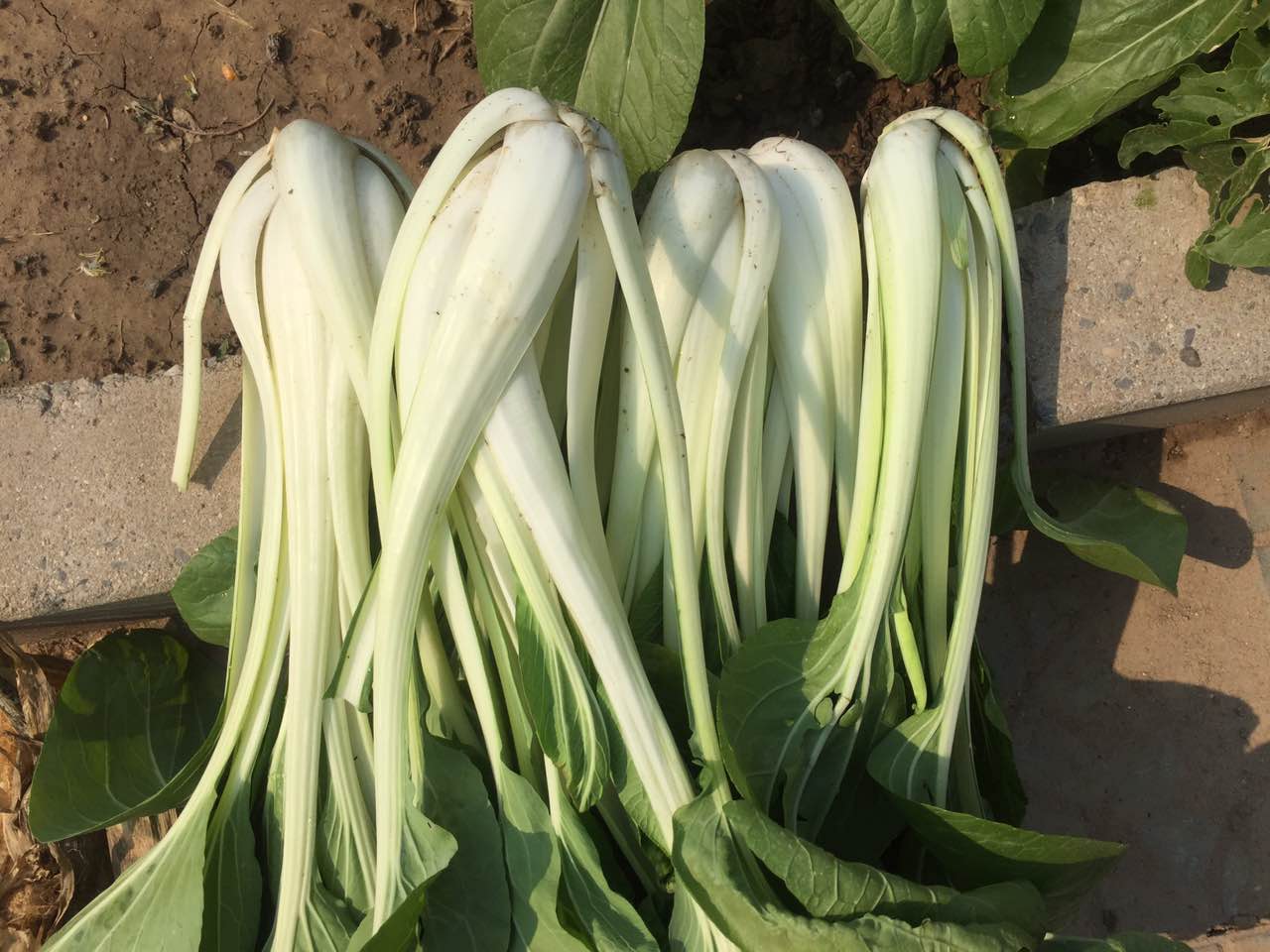 这个呢也是我家种的,叫长杆白菜,它也是要腌起来吃的,怎么腌呢,我就不