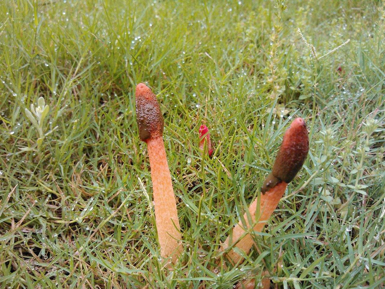 它有一个名字是叫做红鬼笔,听这名字就非常的奇异,属于一种真菌类植物