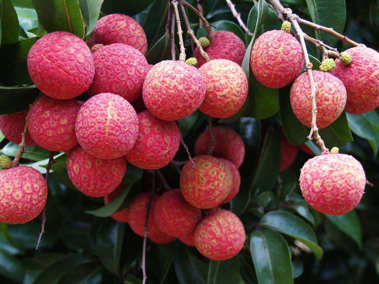 有着"妃子笑"之称的荔枝,想要提高产量,壮花保果技术是关键!