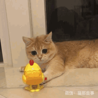 盯着这只金渐层英短猫咪的眼睛你会喜欢上它