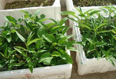 在家盆栽空心菜1周发芽修剪后又长菜都吃不完