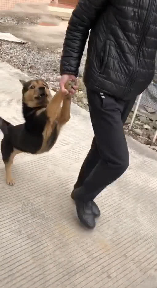 狗出去玩了夜不归宿,父亲大早上拎着它回家,网友:画面看着眼熟