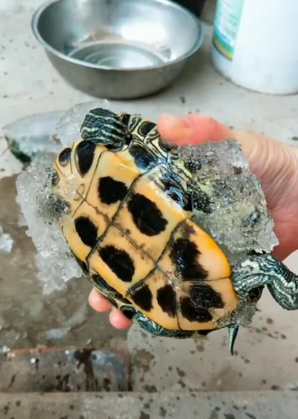 乌龟不小心被冻僵,主人拿开水融冰,解救后发现乌龟变了!