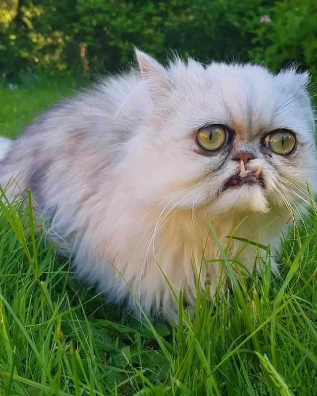 主人靠丑猫单月吸粉67万，猫咪因容貌酷似奶奶，成为宠物网红！|猫咪|猫|气质_新浪新闻