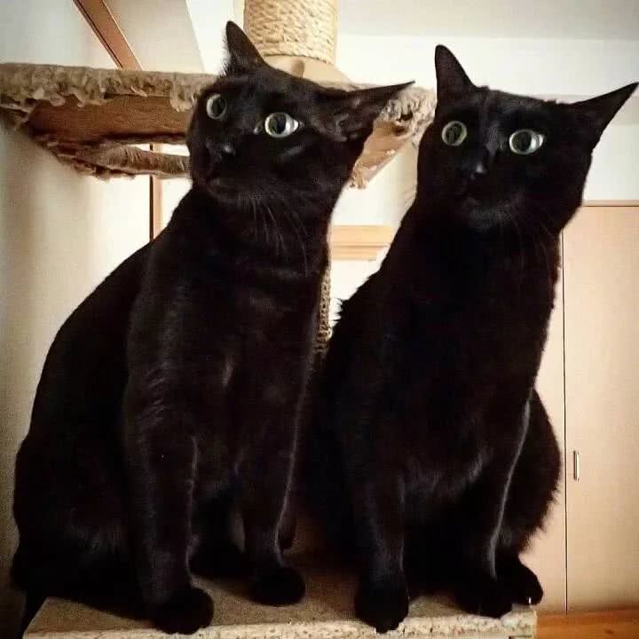 黑猫长得都一样?养了五天之后,才发现自己抱错了猫|猫|黑猫|公猫_新浪新闻