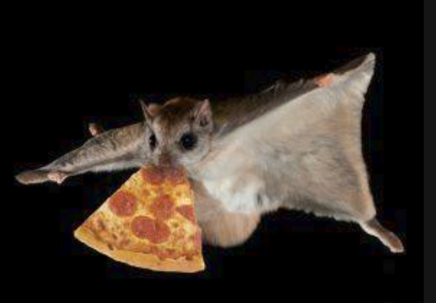 这种会飞的老鼠应该不会被猫捉住了吧可惜现实却让人意外