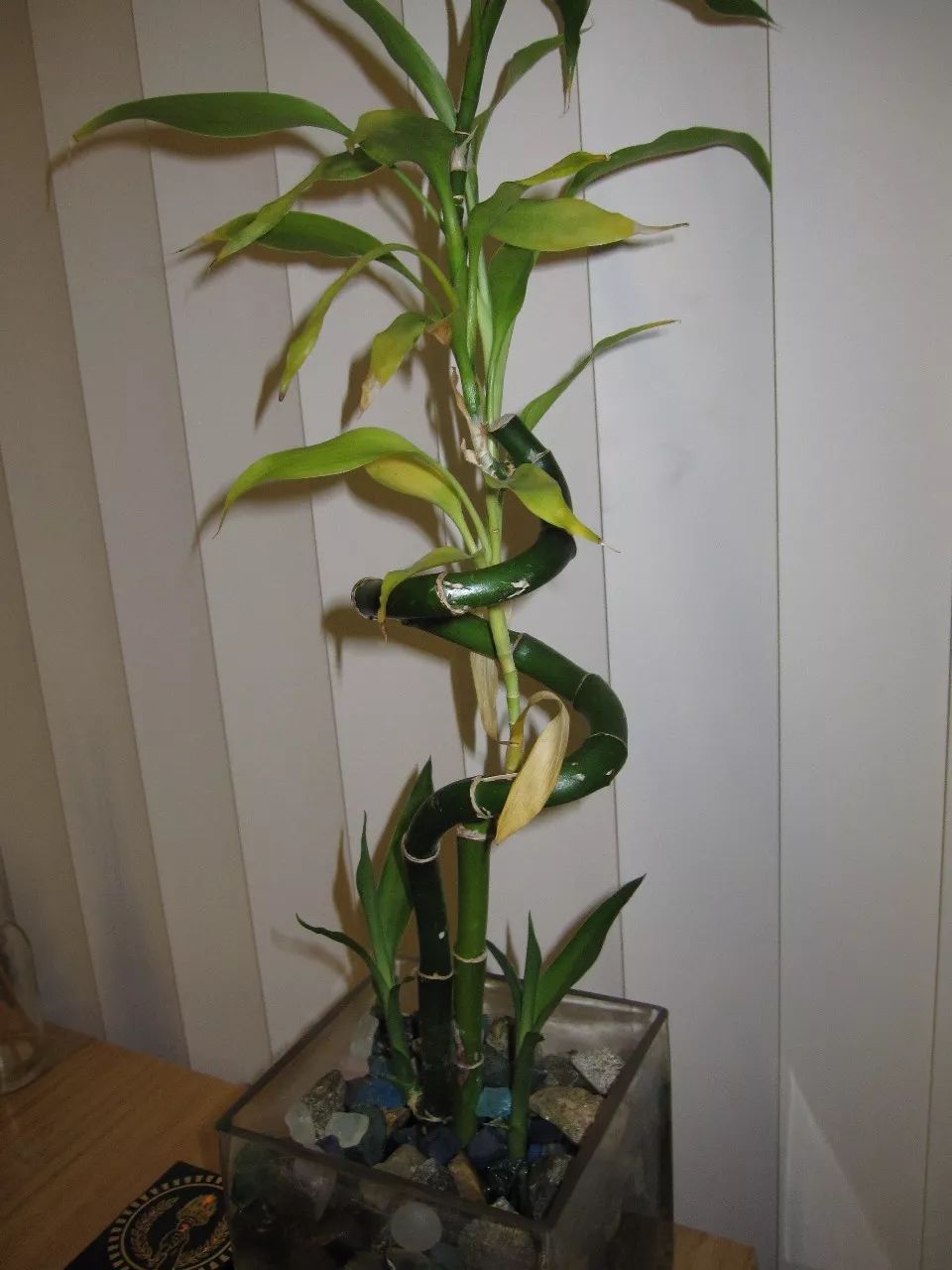 室内养护盆栽土培富贵竹会出现的9大问题