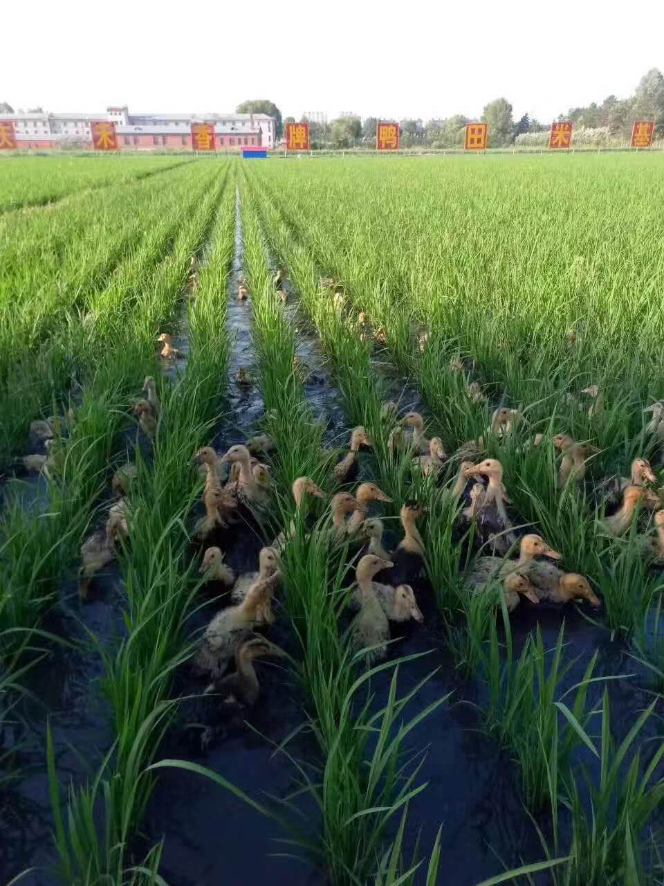 制作工艺被列入江苏省省级非物质文化遗产的南京新润盐水鸭