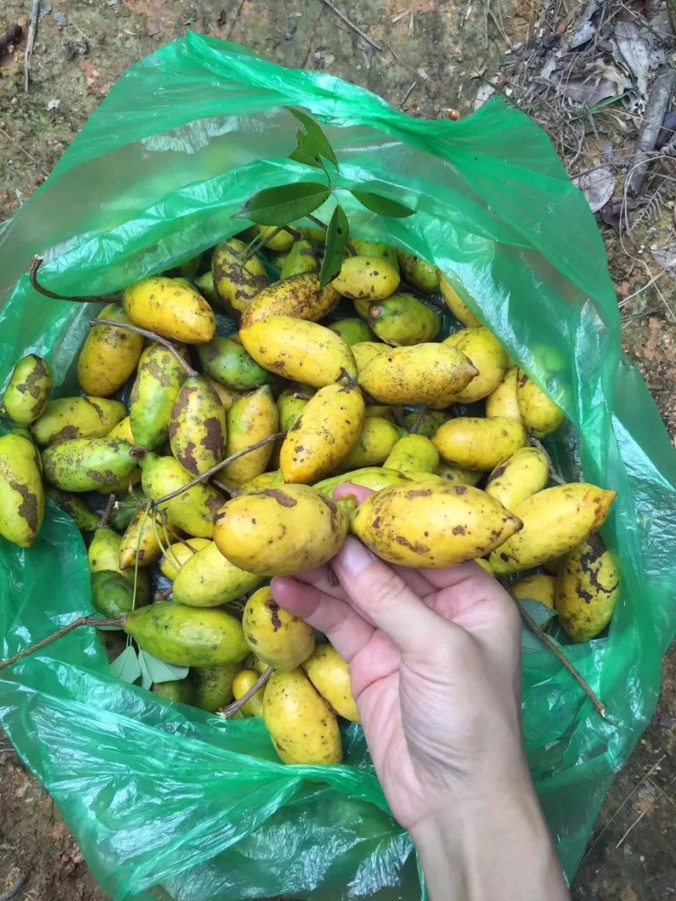 福州708090后的回忆这些野菜野果你吃过吗