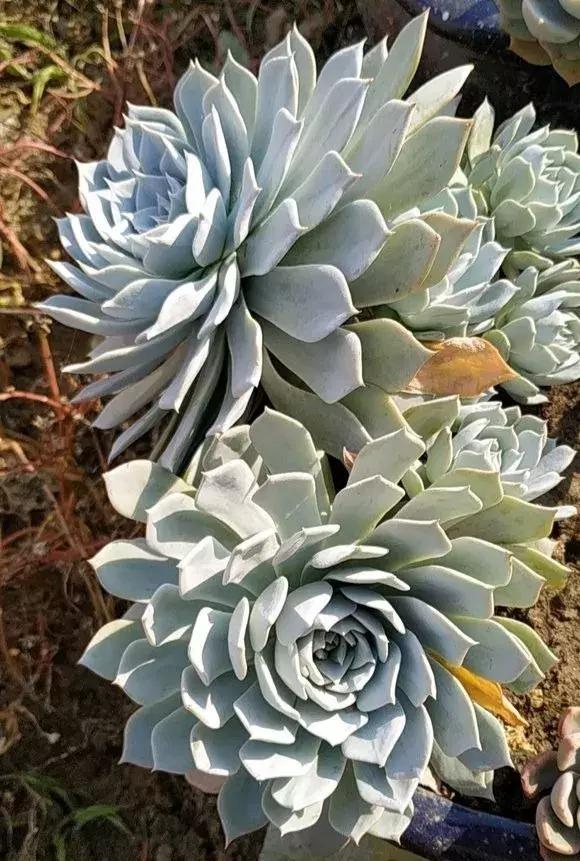 石莲|梦露|叶片_新浪新闻