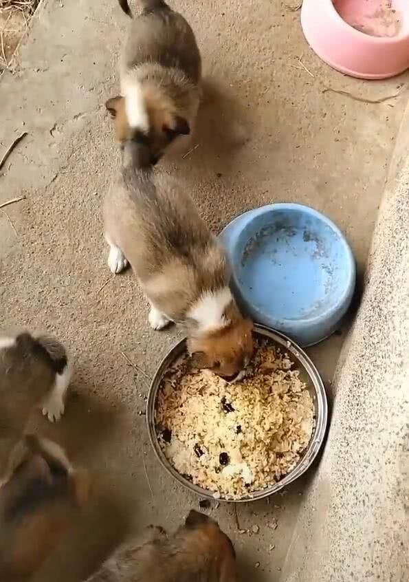 四只小土狗抢饭吃,主人说没人领养,条件不好养不下去