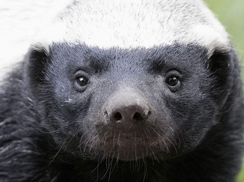 为什么动物园从不敢养平头哥蜜獾动物界的社会人惹不起