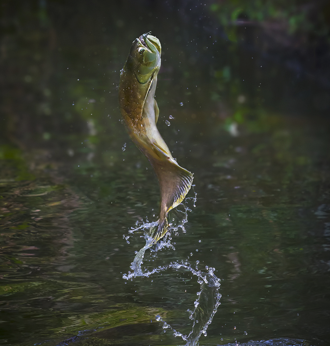 鲤鱼跃龙门之后就变成了这种曾卖到30万美元一只的龙鱼吗